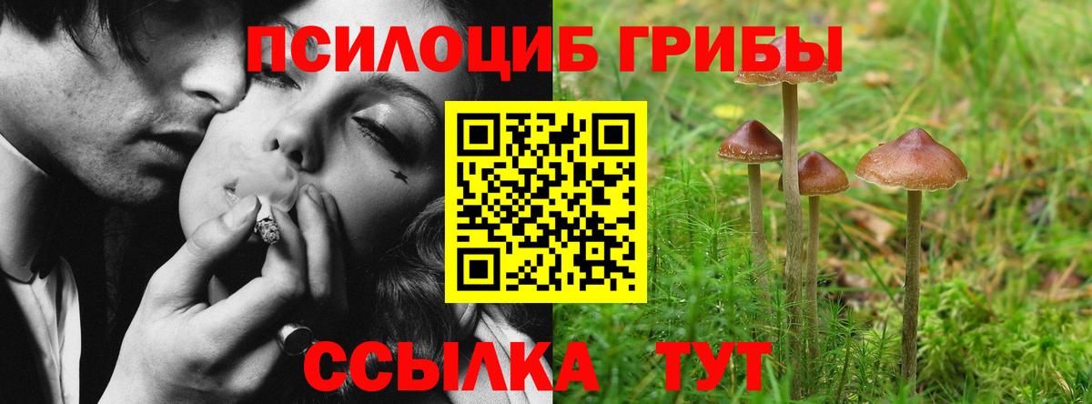 Псилоцибиновые грибы прущие грибы Курчалой